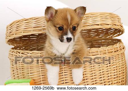 Close-up of a Pembroke Welsh Corgi puppy in a basket View Large Photo Image Stock Image - Close-up of a Pembroke Welsh Corgi puppy in a basket. Fotosearch