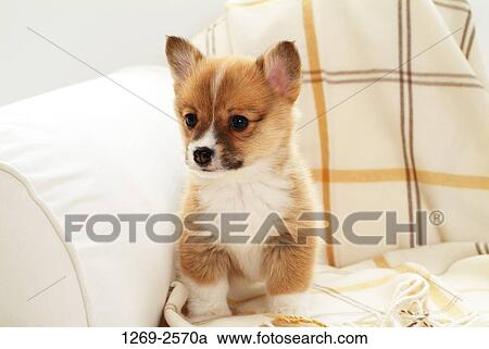 Close-up of a Pembroke Welsh Corgi puppy sitting on a couch View Large Photo Image Stock Image - Close-up of a Pembroke Welsh Corgi puppy sitting on a couch. Fotosearch