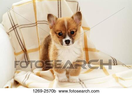Close-up of a Pembroke Welsh Corgi puppy standing on a couch View Large Photo Image Stock Image - Close-up of a Pembroke Welsh Corgi puppy standing on a couch. Fotosearch
