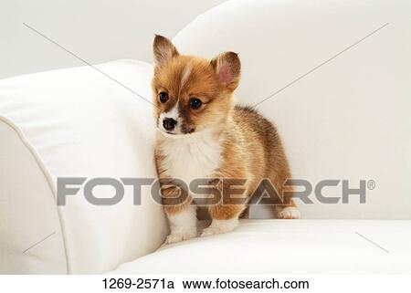 Close-up of a Pembroke Welsh Corgi puppy standing on a couch View Large Photo Image Stock Image - Close-up of a Pembroke Welsh Corgi puppy standing on a couch. Fotosearch