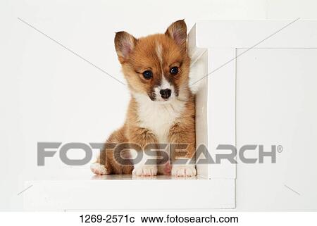 Close-up of a Pembroke Welsh Corgi puppy sitting on a step View Large Photo Image Stock Image - Close-up of a Pembroke Welsh Corgi puppy sitting on a step. Fotosearch
