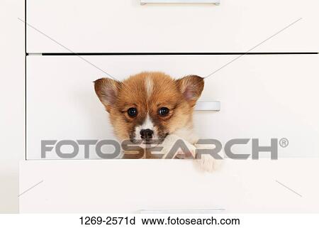 Close-up of a Pembroke Welsh Corgi puppy in a drawer View Large Photo Image Stock Image - Close-up of a Pembroke Welsh Corgi puppy in a drawer. Fotosearch