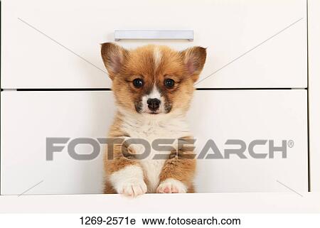 Close-up of a Pembroke Welsh Corgi puppy in a drawer View Large Photo Image Stock Image - Close-up of a Pembroke Welsh Corgi puppy in a drawer. Fotosearch