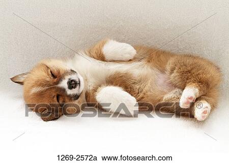 Stock Image - Close-up of a Pembroke Welsh Corgi puppy sleeping on the floor. Fotosearch