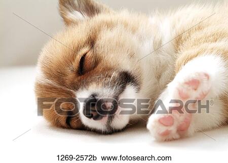 Close-up of a Pembroke Welsh Corgi puppy sleeping on the floor View Large Photo Image Stock Image - Close-up of a Pembroke Welsh Corgi puppy sleeping on the floor. Fotosearch