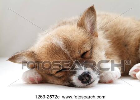 Close-up of a Pembroke Welsh Corgi puppy sleeping on the floor View Large Photo Image Stock Image - Close-up of a Pembroke Welsh Corgi puppy sleeping on the floor. Fotosearch