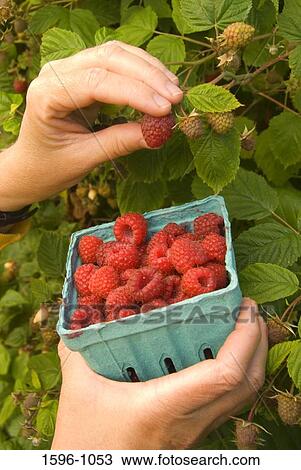 Close-up of a person's hand plucking raspberries from a plant View Large Photo Image Stock Image - Close-up of a person's hand plucking raspberries from a plant. Fotosearch