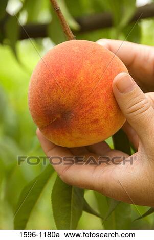 Close-up of a person's hands holding a peach, Marion County, Oregon, USA View Large Photo Image Stock Image - Close-up of a person's hands holding a peach, Marion County, Oregon, USA. Fotosearch