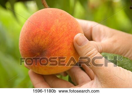 Close-up of a person's hands holding a peach, Marion County, Oregon, USA View Large Photo Image Stock Image - Close-up of a person's hands holding a peach, Marion County, Oregon, USA. Fotosearch
