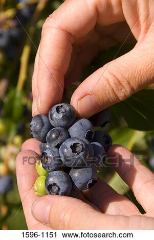 Close-up of a person's hands picking blueberries View Large Photo Image Stock Image - Close-up of a person's hands picking blueberries. Fotosearch