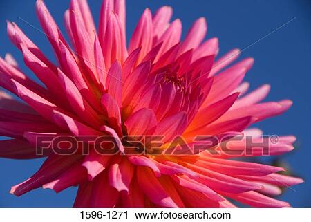 Close-up of a pink Dahlia View Large Photo Image Stock Image - Close-up of a pink Dahlia. Fotosearch