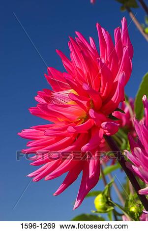 Stock Photo - Close-up of a pink Dahlia. Fotosearch