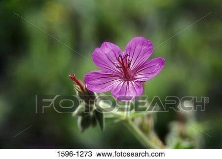 Close-up of a pink Geranium flower View Large Photo Image Stock Image - Close-up of a pink Geranium flower. Fotosearch