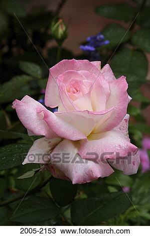Close-up of a pink Rose View Large Photo Image Stock Image - Close-up of a pink Rose. Fotosearch