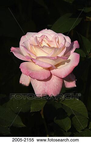 Stock Photography - Close-up of a pink Rose. Fotosearch