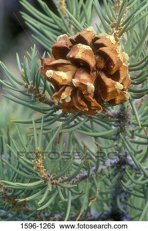 Close-up of a Pinyon pine cone View Large Photo Image Stock Photography - Close-up of a Pinyon pine cone. Fotosearch