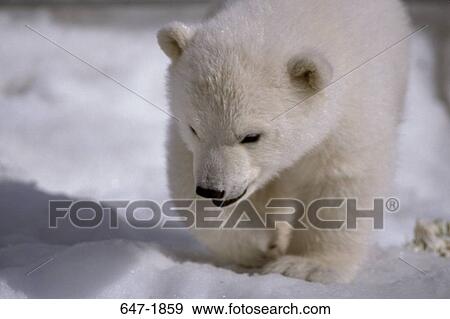 Stock Photo - Close-up of a Polar bear cub (Ursus Maritimus) walking in snow. Fotosearch