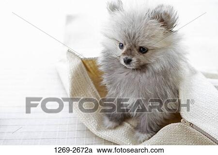 Close-up of a Pomeranian puppy in a bag View Large Photo Image Stock Image - Close-up of a Pomeranian puppy in a bag. Fotosearch