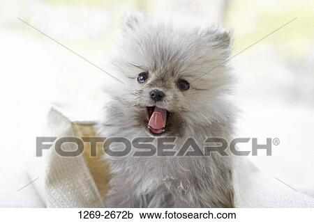 Close-up of a Pomeranian puppy in a bag View Large Photo Image Stock Image - Close-up of a Pomeranian puppy in a bag. Fotosearch