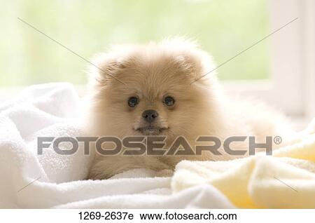 Close-up of a Pomeranian puppy on a white towel View Large Photo Image Stock Image - Close-up of a Pomeranian puppy on a white towel. Fotosearch