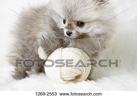 Close-up of a Pomeranian puppy playing with a ball of wool View Large Photo Image Stock Image - Close-up of a Pomeranian puppy playing with a ball of wool. Fotosearch
