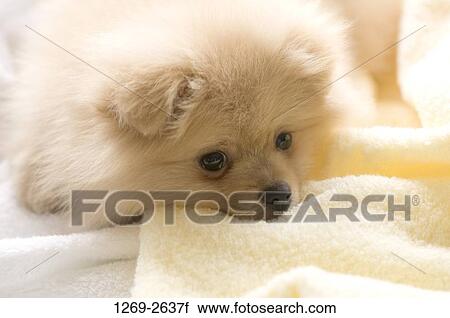 Close-up of a Pomeranian puppy resting on towels View Large Photo Image Stock Image - Close-up of a Pomeranian puppy resting on towels. Fotosearch