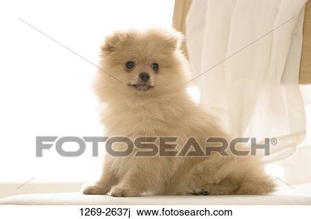 Close-up of a Pomeranian puppy sitting near curtains View Large Photo Image Stock Image - Close-up of a Pomeranian puppy sitting near curtains. Fotosearch