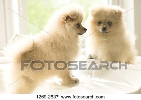 Close-up of a Pomeranian puppy standing in front of a mirror View Large Photo Image Stock Photo - Close-up of a Pomeranian puppy standing in front of a mirror. Fotosearch