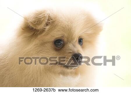 Close-up of a Pomeranian puppy View Large Photo Image Stock Image - Close-up of a Pomeranian puppy. Fotosearch