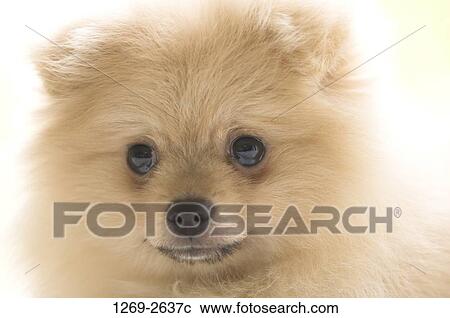 Close-up of a Pomeranian puppy View Large Photo Image Stock Image - Close-up of a Pomeranian puppy. Fotosearch