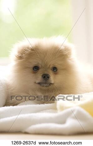 Close-up of a Pomeranian puppy View Large Photo Image Stock Image - Close-up of a Pomeranian puppy. Fotosearch