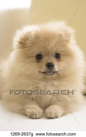 Stock Image - Close-up of a Pomeranian puppy. Fotosearch