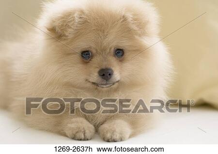 Close-up of a Pomeranian puppy View Large Photo Image Stock Image - Close-up of a Pomeranian puppy. Fotosearch