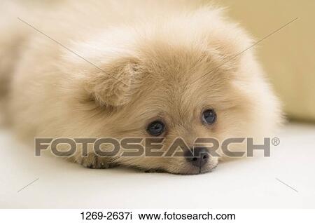 Close-up of a Pomeranian puppy View Large Photo Image Stock Image - Close-up of a Pomeranian puppy. Fotosearch