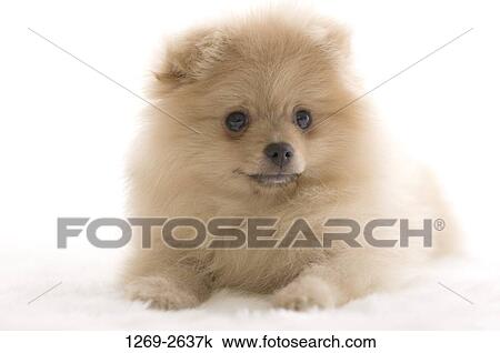 Close-up of a Pomeranian puppy View Large Photo Image Stock Image - Close-up of a Pomeranian puppy. Fotosearch
