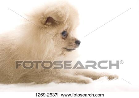 Close-up of a Pomeranian puppy View Large Photo Image Stock Image - Close-up of a Pomeranian puppy. Fotosearch