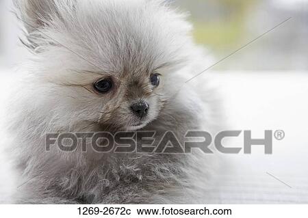 Close-up of a Pomeranian puppy View Large Photo Image Stock Image - Close-up of a Pomeranian puppy. Fotosearch