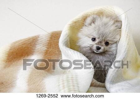 Close-up of a Pomeranian puppy under a blanket View Large Photo Image Stock Image - Close-up of a Pomeranian puppy under a blanket. Fotosearch