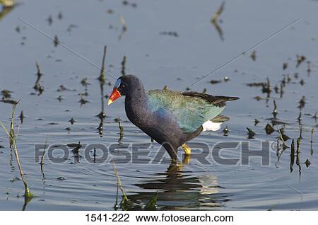 Close-up of a Purple Gallinule (Porphyrula martinica) in water View Large Photo Image Stock Image - Close-up of a Purple Gallinule (Porphyrula martinica) in water. Fotosearch