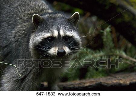 Close-up of a raccoon View Large Photo Image Stock Image - Close-up of a raccoon. Fotosearch