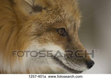 Close-up of a Red fox (Vulpes vulpes) View Large Photo Image Stock Image - Close-up of a Red fox (Vulpes vulpes). Fotosearch