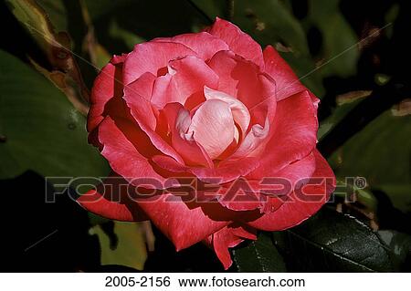 Close-up of a red Rose View Large Photo Image Stock Photograph - Close-up of a red Rose. Fotosearch
