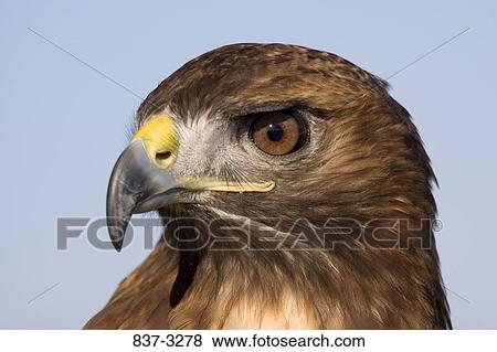 Stock Photo - Close-up of a Red-Tailed hawk (Buteo jamaicensis). Fotosearch