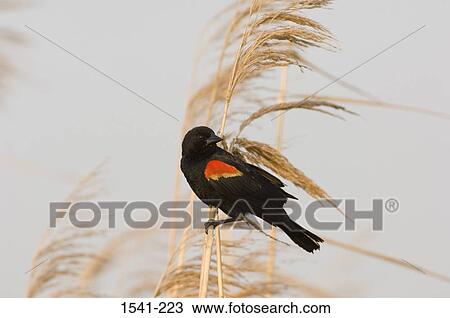 Stock Image - Close-up of a Red-Winged Blackbird (Agelaius phoeniceus) perching on a wheat plant. Fotosearch