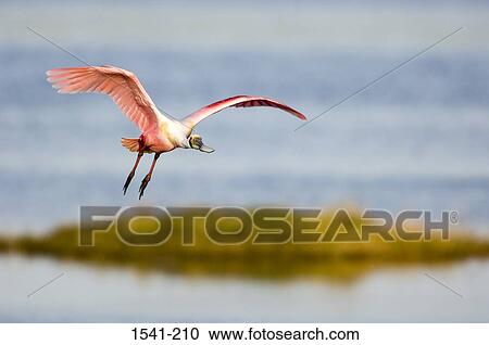 Close-up of a Roseate spoonbill (Ajaia ajaja) flying over water View Large Photo Image Stock Image - Close-up of a Roseate spoonbill (Ajaia ajaja) flying over water. Fotosearch