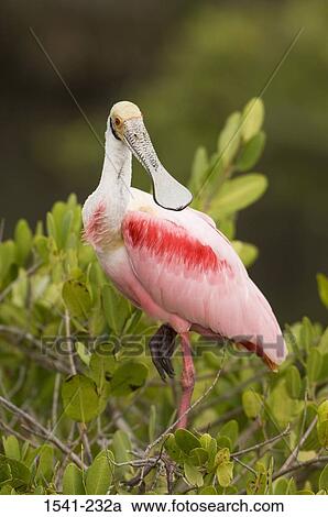 Stock Image - Close-up of a Roseate Spoonbill (Ajaia ajaja) on a tree branch. Fotosearch
