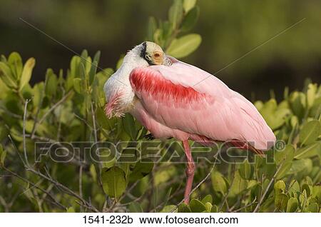 Close-up of a Roseate Spoonbill (Ajaia ajaja) on a tree branch View Large Photo Image Stock Image - Close-up of a Roseate Spoonbill (Ajaia ajaja) on a tree branch. Fotosearch