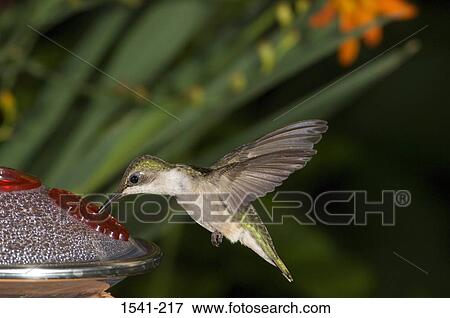 Close-up of a Ruby-Throated hummingbird (Archilochus colubris) eating from a bird feeder View Large Photo Image Stock Photo - Close-up of a Ruby-Throated hummingbird (Archilochus colubris) eating from a bird feeder. Fotosearch