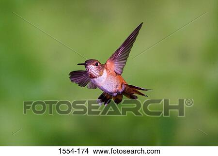 Picture - Close-up of a Rufous hummingbird (Selasphorus rufus) flying. Fotosearch