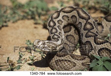 Picture - Close-up of a Russell's viper (Vipera russellii), India. Fotosearch